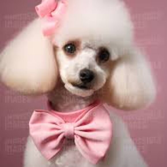 Meet your Posher, Noris - Picture 7 of 7